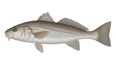 Ilustración de Berrugato del Golfo