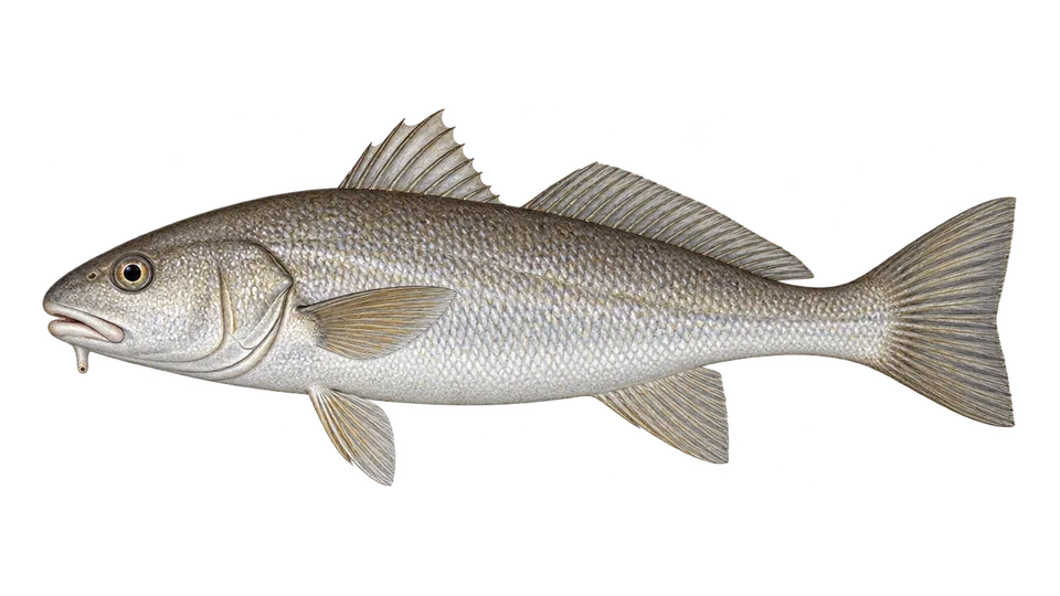 Ilustración científica de Berrugato del Golfo