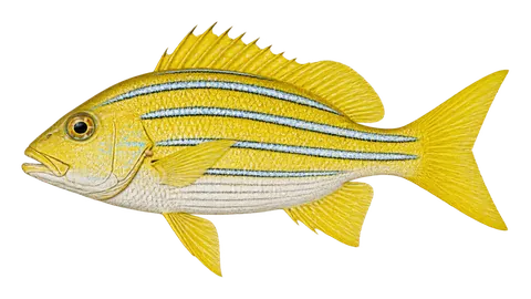 Illustration of Blue and gold snapper