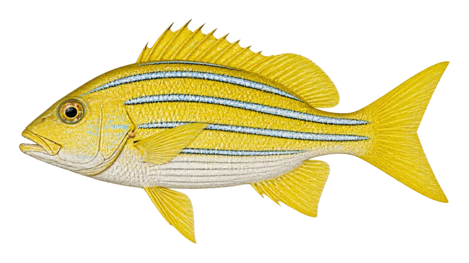 Scientific illustration of Blue and gold snapper