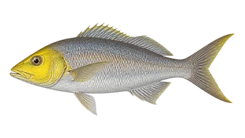 Illustration of Small toothed jobfish