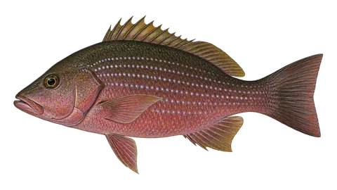 Ilustración de Pargo colmillón