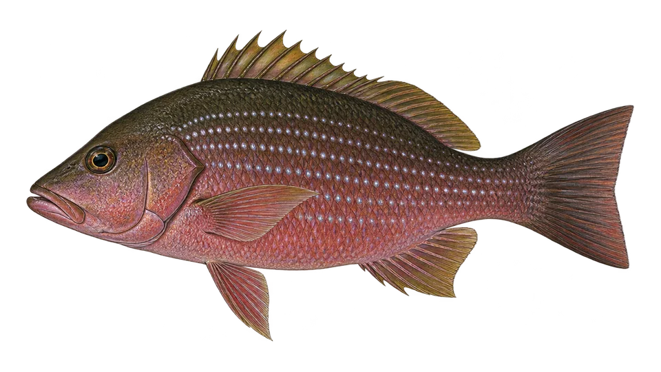 Scientific illustration of Jordan's snapper