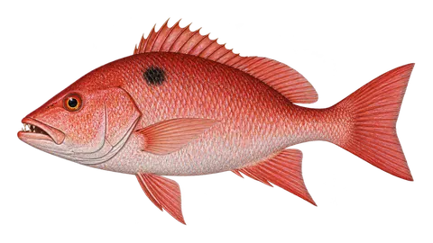 Ilustración de Huachinango del Golfo