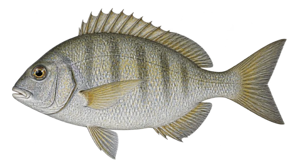 Ilustración científica de Pluma marotilla