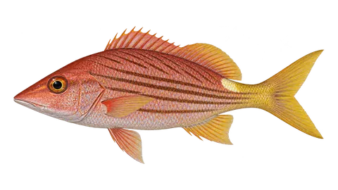Ilustración de Pargo barbirrubia
