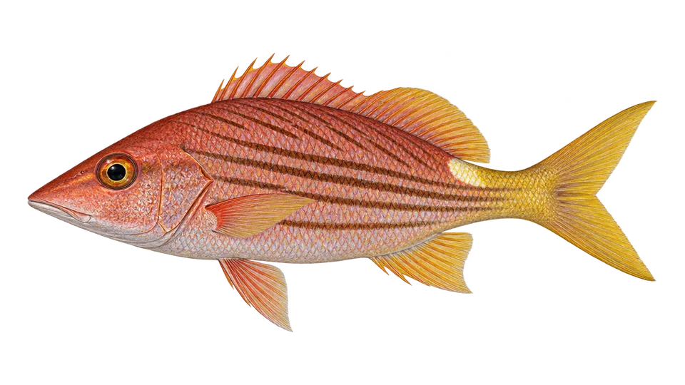 Scientific illustration of Golden snapper