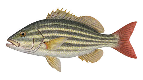 Illustration of Mullet snapper