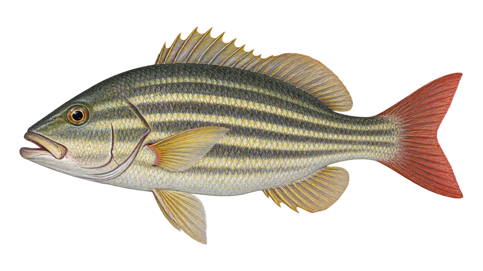 Ilustración científica de Pargo raicero