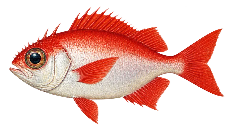 Ilustración científica de Palometa roja