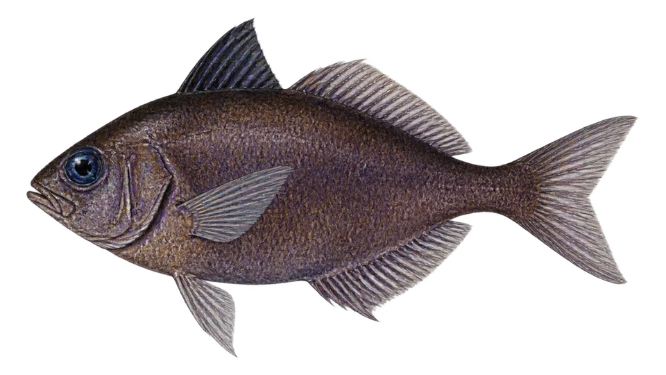 Scientific illustration of Bluefin driftfish