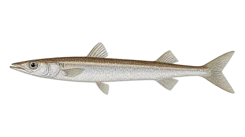Ilustración de Barracudina austral