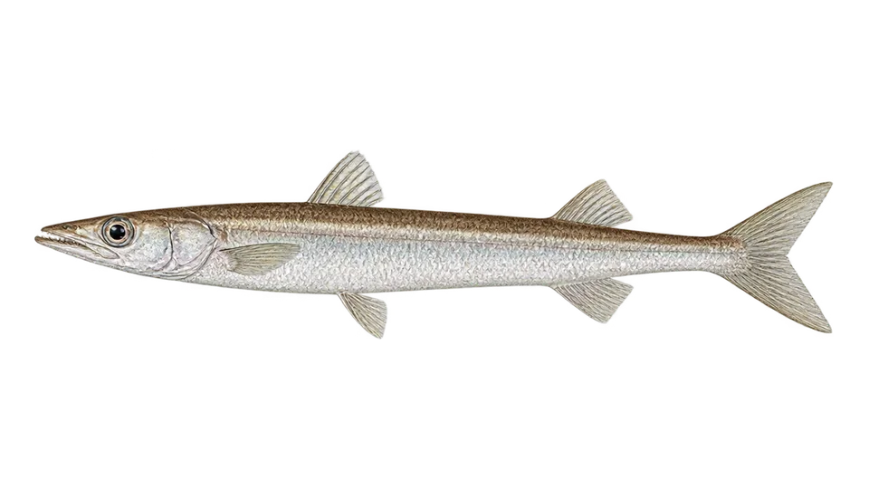 Scientific illustration of Southern barracudina