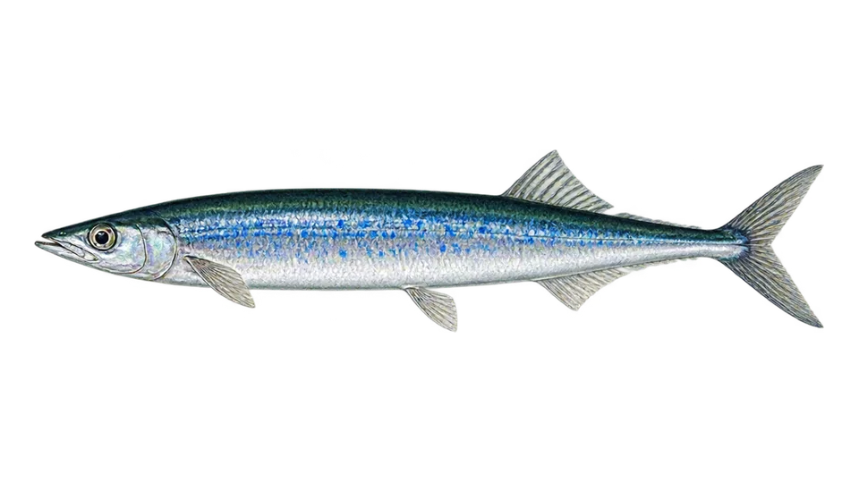 Scientific illustration of Pacific saury