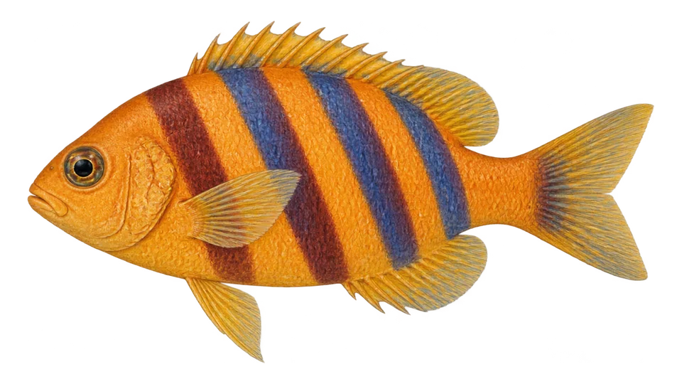 Ilustración científica de Canario