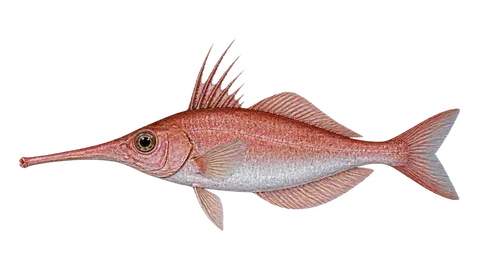 Ilustración de Trompetero