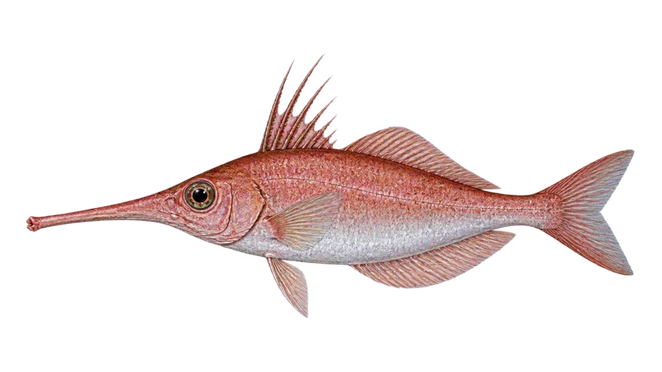 Scientific illustration of Longspine snipefish