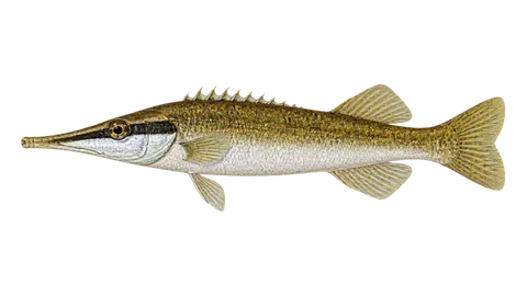 Illustration of Tube-snout