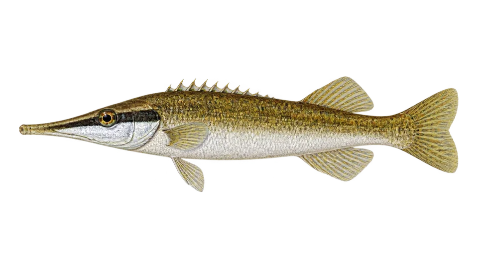 Scientific illustration of Tube-snout