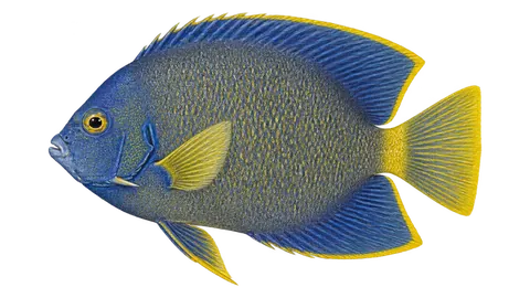 Illustration of Clarion angelfish