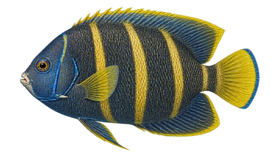 Scientific illustration of Cortez angelfish