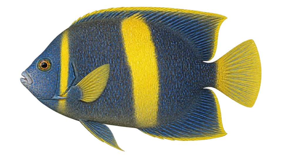 Scientific illustration of Yellowbar angelfish