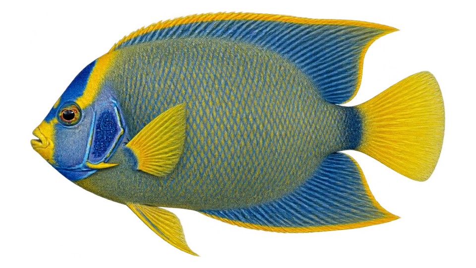 Scientific illustration of King angelfish