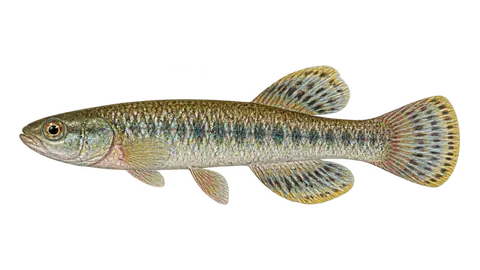 Ilustración de Peixe-anual-alongado