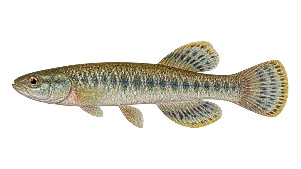 Ilustración científica de Peixe-anual-alongado