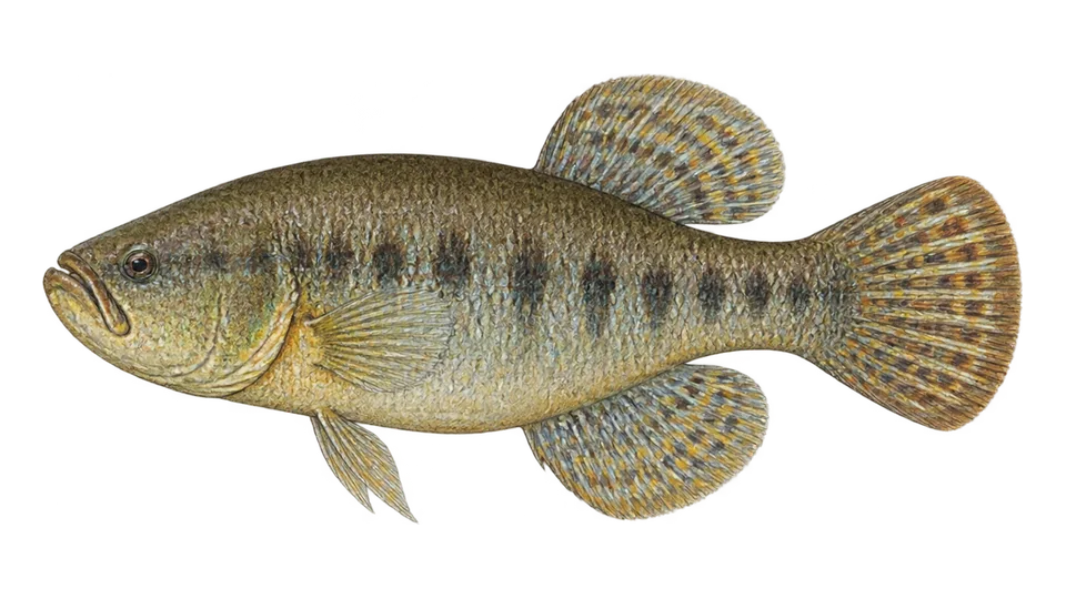 Scientific illustration of Peixe-anual-do-Paraguai