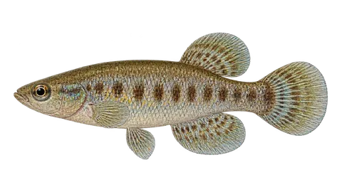 Ilustración de Peixe-anual-do-São-Francisco