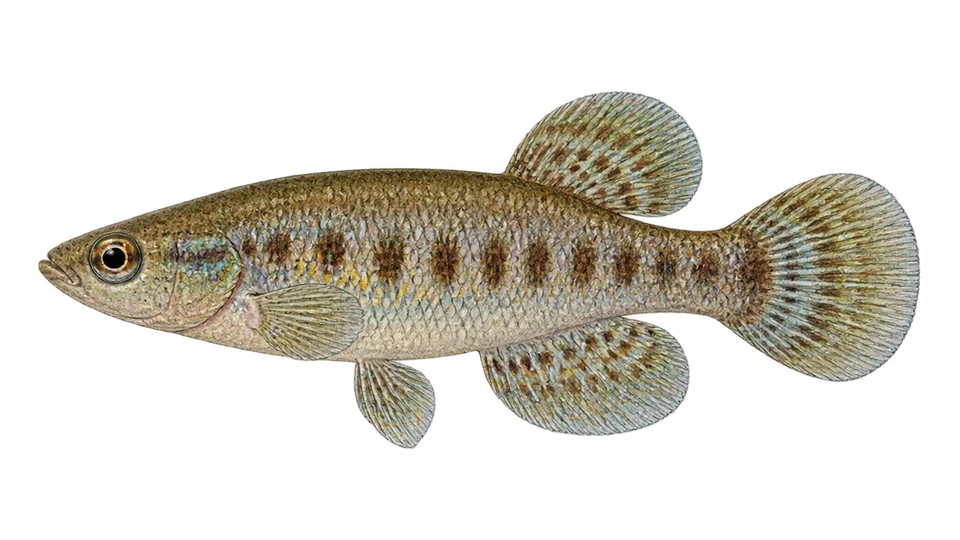 Scientific illustration of Peixe-anual-do-São-Francisco