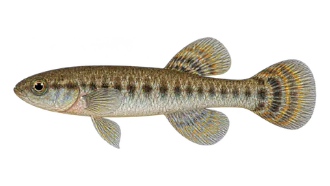 Ilustración de Peixe-anual-monstruoso