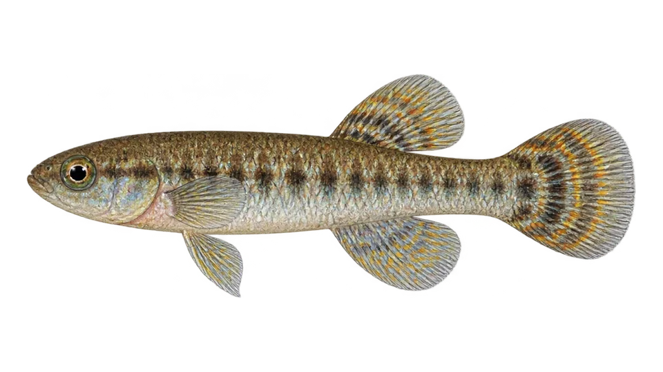 Ilustración científica de Peixe-anual-monstruoso