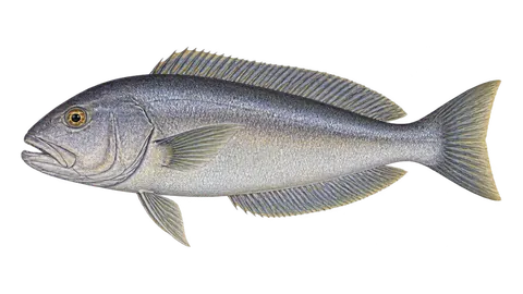 Ilustración de Blanquillo cabezón