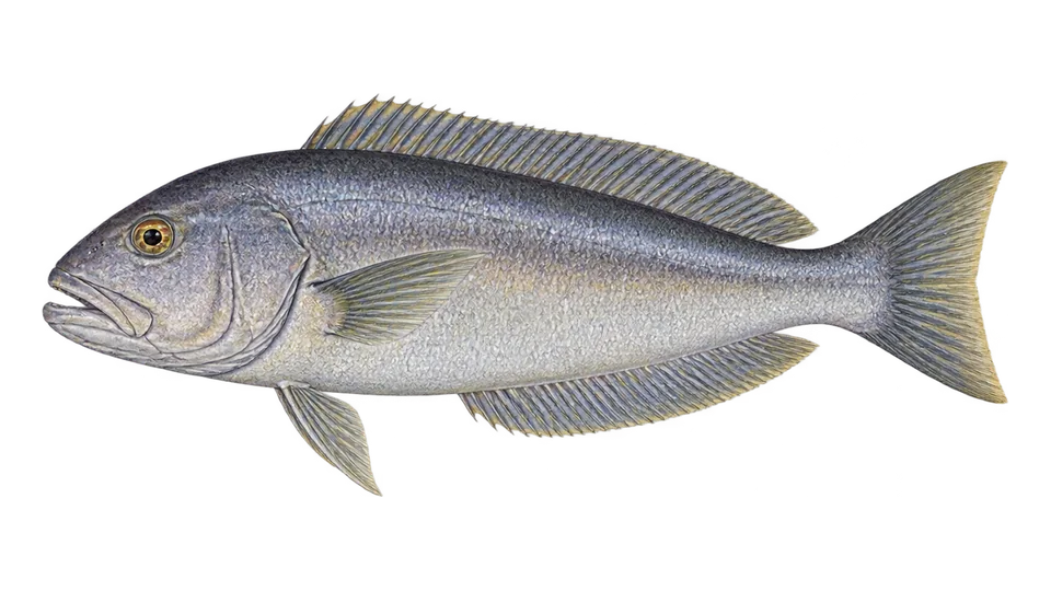Scientific illustration of Bighead tilefish
