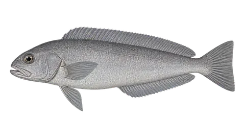 Ilustración de Blanquillo lucio