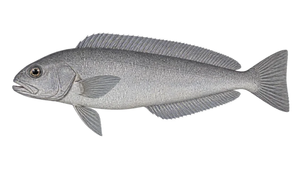 Scientific illustration of Grey tilefish