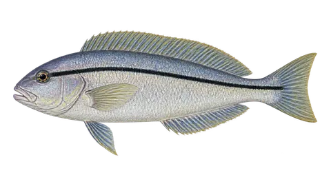 Illustration of Blackline tilefish