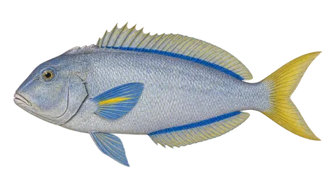 Ilustración de Blanquillo fino