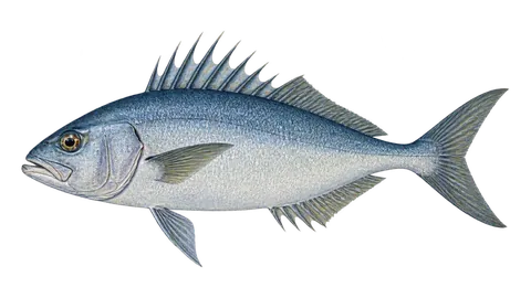 Ilustración de Peixe-capacete-pelágico