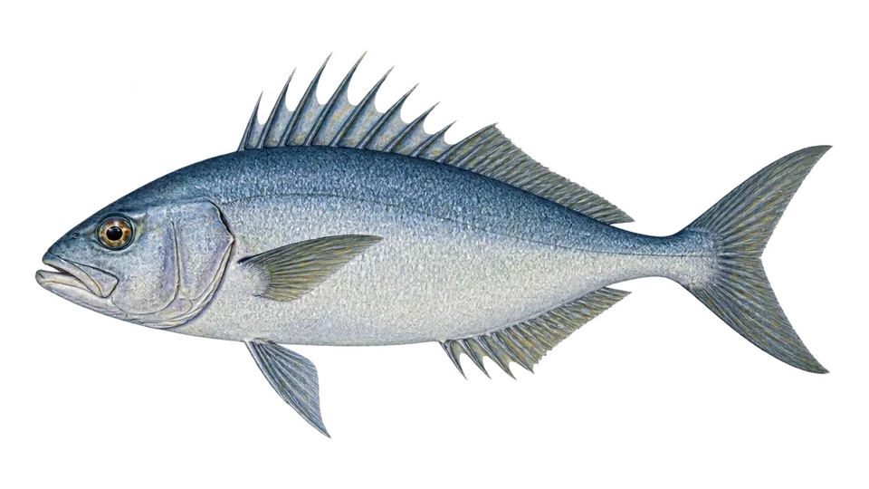 Ilustración científica de Peixe-capacete-pelágico