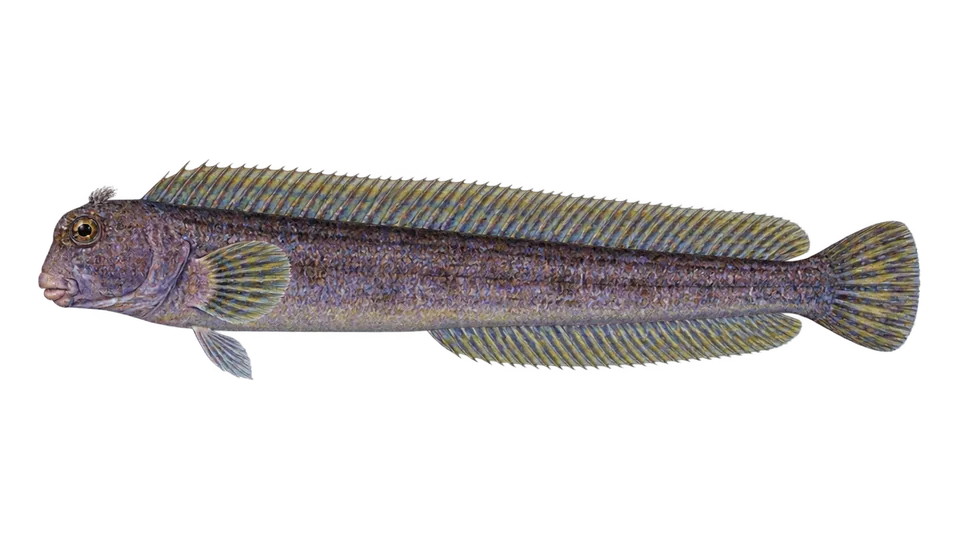 Scientific illustration of Monkeyface prickleback
