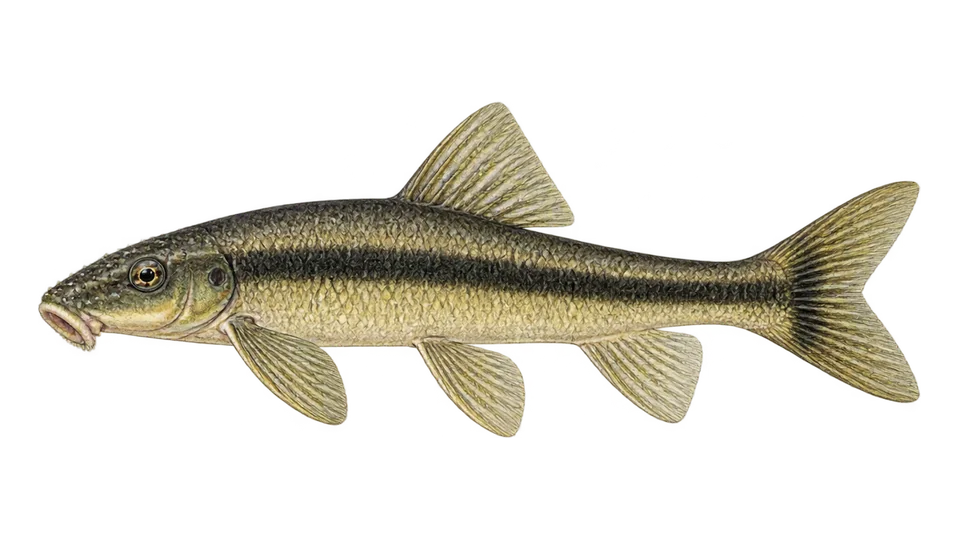 Ilustración científica de Peixe-comedor-de-algas-siamês