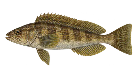 Illustration of Giant kelpfish