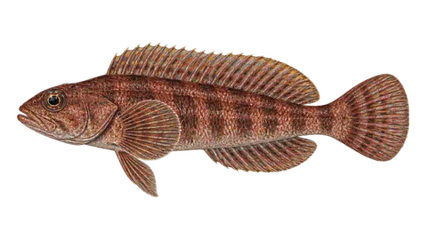 Ilustración de Sargacero rayado