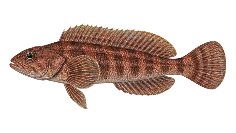 Scientific illustration of Striped kelpfish