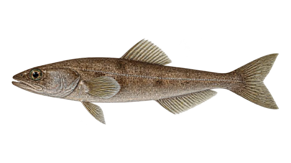 Ilustración científica de Peixe-do-gelo-lúcio