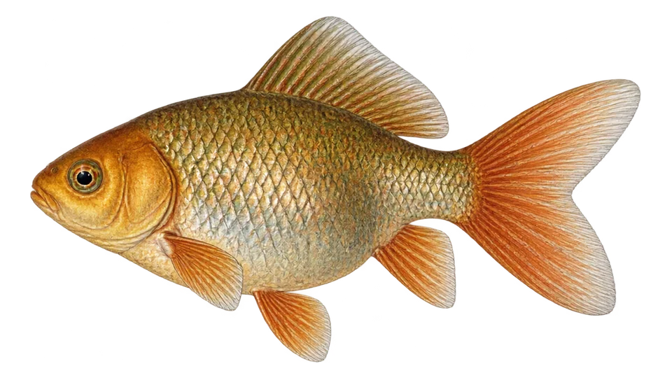 Scientific illustration of Goldfish