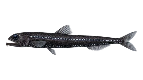 Illustration of Günther's boafish
